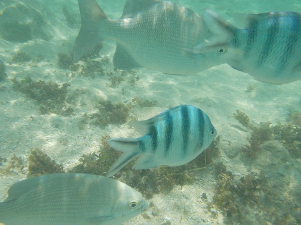 Coolpix S31-photo 01