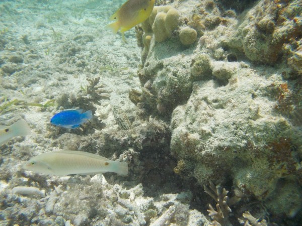 Coolpix S31-photo 02